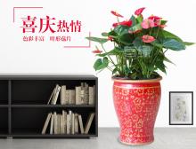 大盆红掌盆栽
