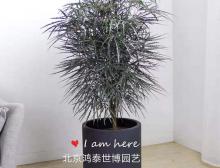 孔雀木