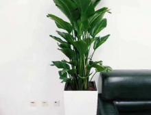 天堂鸟