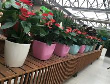 绿植摆放