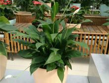 绿植摆放