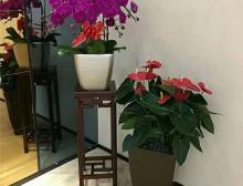 绿植摆放