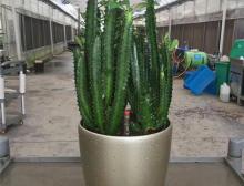 绿植摆放