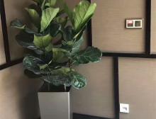 绿植摆放