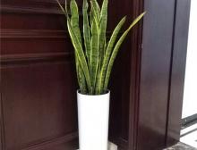 绿植摆放