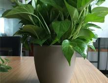 绿植摆放