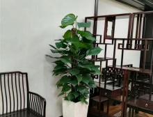 绿植摆放