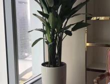 绿植摆放