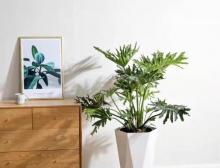 绿植花卉出租：现代都市生活的绿色解决方案