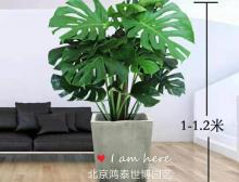 龟背竹