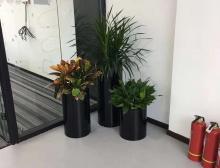 组合盆栽