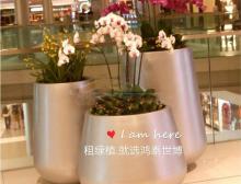 组合盆栽