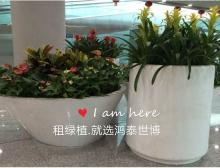 组合盆栽