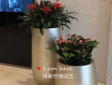组合盆栽