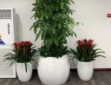 组合盆栽