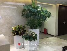 组合盆栽