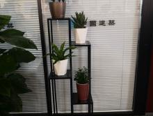 组合盆栽