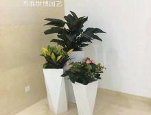 组合盆栽