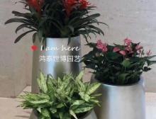 组合盆栽