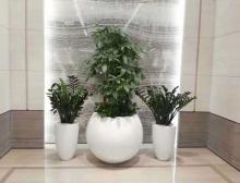 组合盆栽