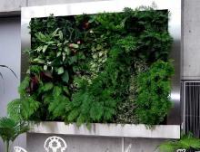 植物墙