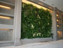 植物墙