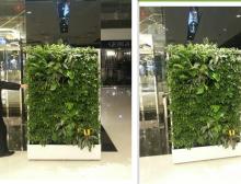 植物墙