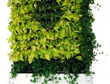 植物墙