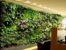植物墙