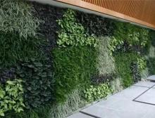 植物墙