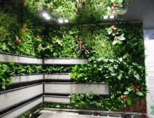 植物墙