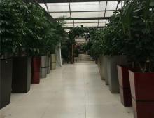 绿植摆放