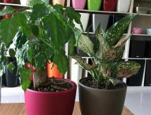 绿植摆放