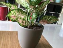 绿植摆放