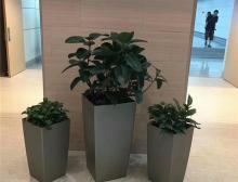 绿植摆放