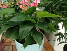 绿植摆放