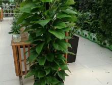 绿植摆放