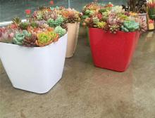 绿植摆放