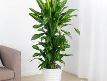 盆栽植物